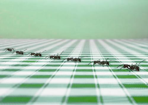 Что делать если завелись дома муравьи. Откуда муравьи в квартире?