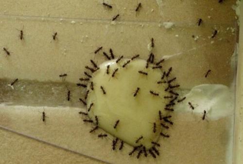 Как вывести муравьев с огорода. Борьба с муравьями в доме (квартире)