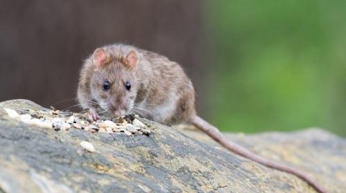 Защита от мышей на даче. Как избавиться от мышей и крыс на даче?