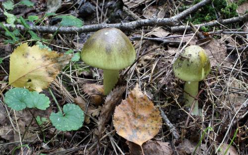 Ядовитые грибы. Бледная поганка (Amanita phalloides)