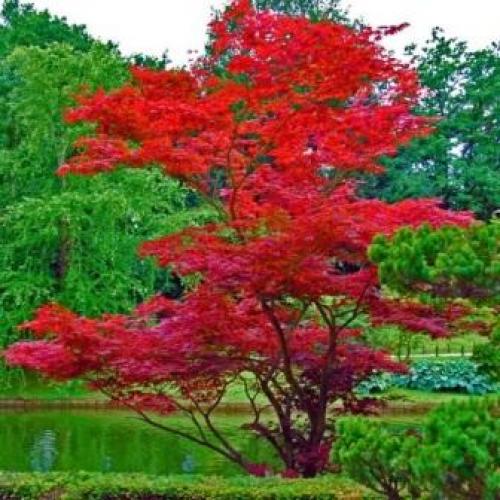 Дерево с красными листьями, как называется. Великолепная пятерка растений с красными листьями