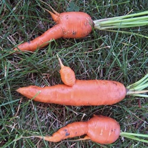 Морковь почему кривая. Причины, почему морковь корявая и рогатая и методы выращивания ровных корнеплодов
