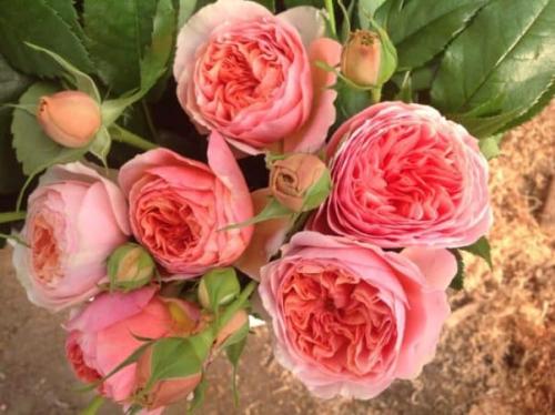 Какие розы самые лучшие для частного сада. Лучшие зимостойкие сорта роз, цветущие всё лето и особенности их выращивания