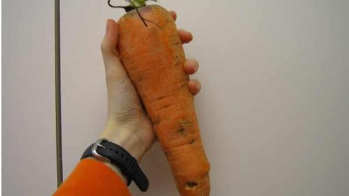 Крупноплодные сорта моркови. Самые крупноплодные сорта и гибриды