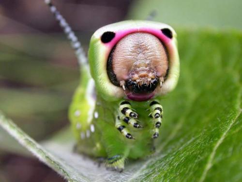 Определитель гусениц. Гусеница — строение, цикл жизни, среда обитания, питание, борьба с вредителями + 94 фото