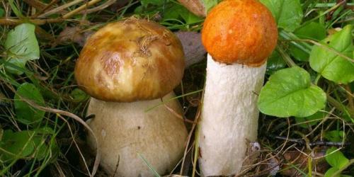 Распознавание съедобных и ядовитых грибов. Как отличить ядовитые грибы от съедобных