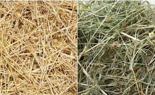 В чем разница сено или солома. Чем отличается сено от соломы, и что лучше использовать для разных целей?