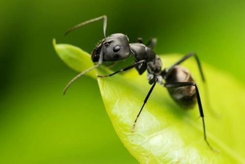 Борьба с садовыми муравьями. Борьба с муравьями на участке – за и против