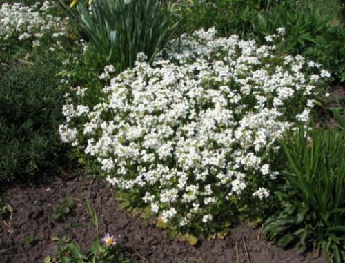 Цветы белые маленькие. Многолетние растения с белыми цветками