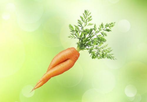 Почему у моркови несколько хвостиков. Почему морковь растет рогатая