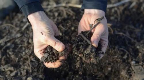 Раскислители почвы нормы и сроки внесения. Как и чем раскислить почву на огороде весной?