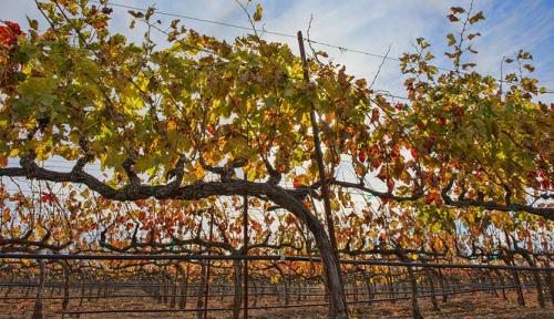 Влагозарядный полив винограда осенью. Что нужно сделать с виноградом осенью?
