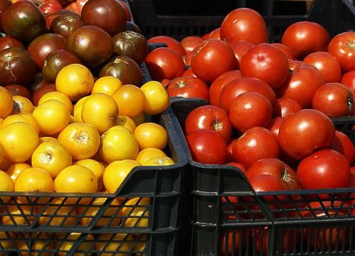 Сорта томатов самые популярные. 64 лучших сорта томатов для выращивания в регионах России