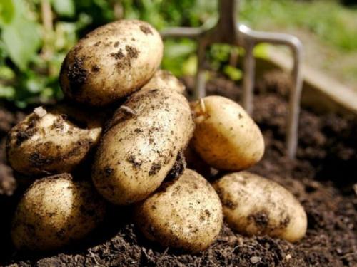 Способы посадки картофеля. Самые распространённые схемы посадки