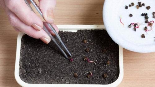 Посадка свеклы. Когда и как сажать свеклу семенами: пошаговая инструкция для начинающих огородников
