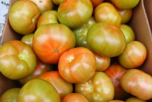 Дозревание томатов после снятия с куста. Если помидоры не краснеют: дозаривание урожая в домашних условиях