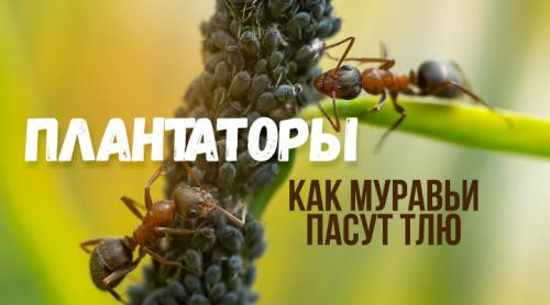 Муравьи и тля тип взаимоотношений. Ковбои с мандибулами — муравьи и тля