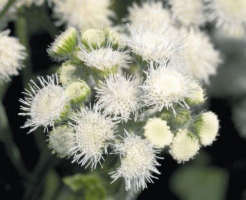 Мелкие белые цветочки. Подбор ассортимента травянистых видов с белыми цветками