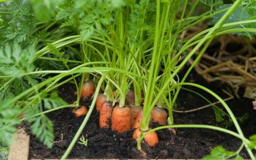 Морковь агротехника выращивания в открытом грунте. Технология выращивания моркови: посадка семян в открытый грунт (с видео)
