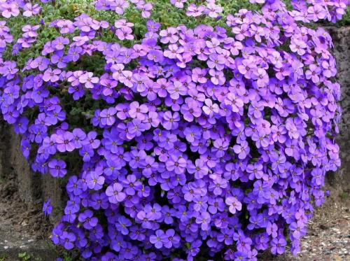Голубые пушистые цветы. Синие и голубые многолетники: фото и названия, топ цветущих все лето