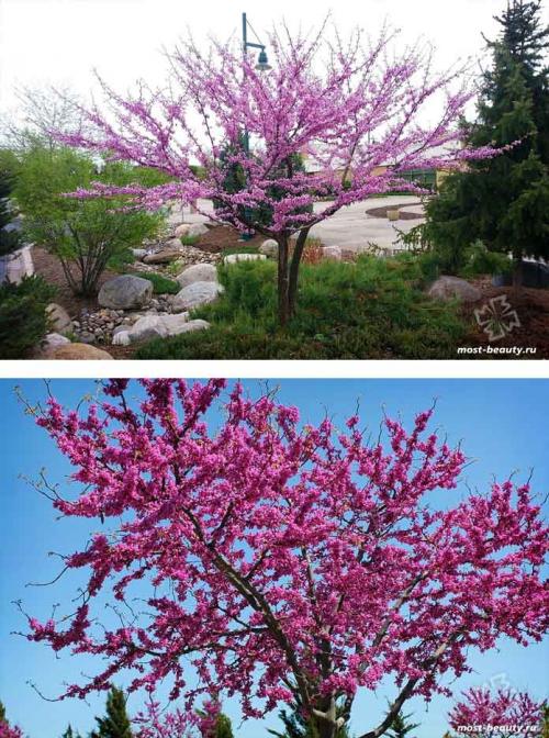 Дерево с розовыми цветами название. 20 самых красивых деревьев для сада