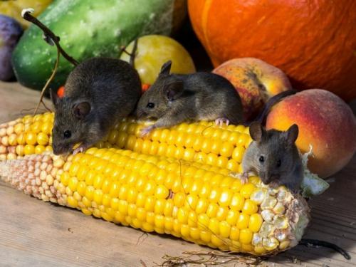 Как избавиться на даче от мышей и крыс. Борьба с мышами на дачном участке: 5 лучших средств