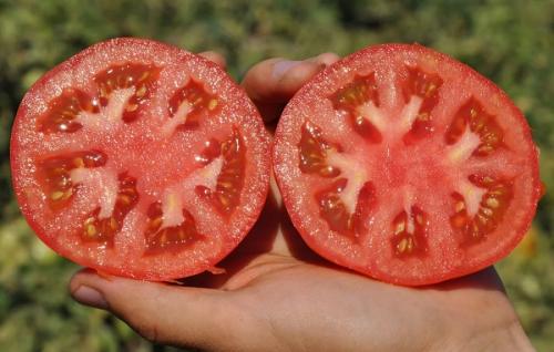 Лучшие сорта помидор для беларуси. Лучшие сорта томатов на 2021 год: характеристики, описание и фото