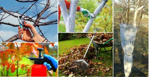 Полив деревьев в сентябре. 2 Особенности и правила осеннего полива