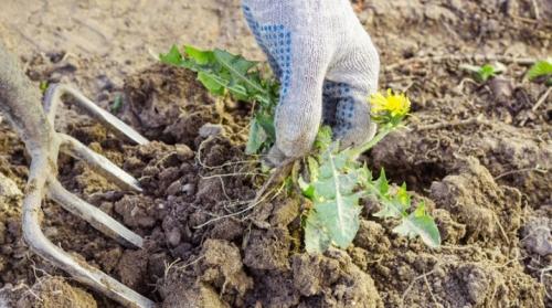 Кислотность почвы, как определить по растениям. Как определить кислотность почвы самостоятельно по сорнякам?