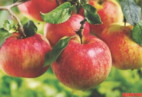 Почему яблони плодоносят через год. Как заставить яблоню плодоносить каждый год