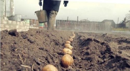 Садим картофель под зиму. Как посадить картофель под зиму