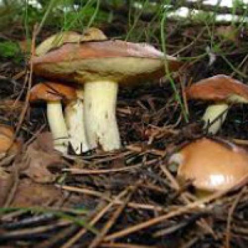 Съедобные и несъедобные грибы в картинках. Виды и названия грибов с картинками