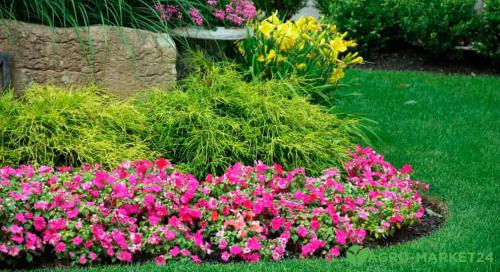 Какие бордюрные растения лучше всего выдерживают избыточную влажность