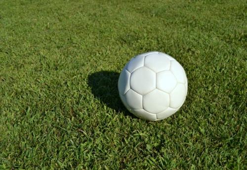 Таблица 1: Описание низкорослых многолетников