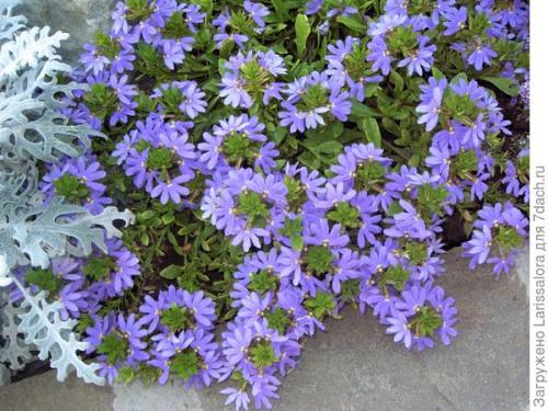 Что такое почвопокровные растения