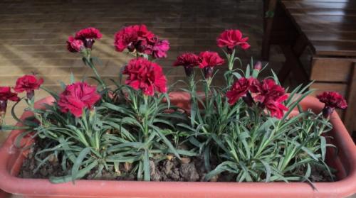 Таблица удобрения для суккулентов