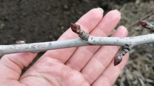 Что такое возвратные и почему они опасны для плодового сада