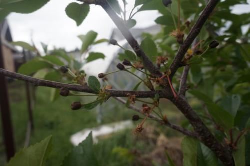 Название состава                     | Применение