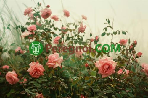 Как можно защитить деревья и кустарники от заморозков весной