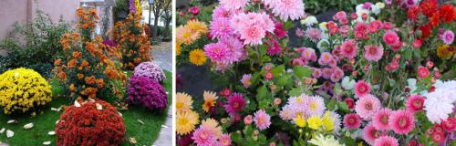 Какие сорта корейской хризантемы наиболее устойчивы к болезням и вредителям