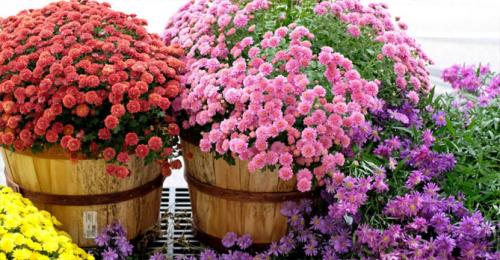 Какие сорта хризантем мультифлора лучше выращивать в контейнерах