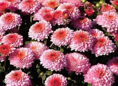 Где можно купить семена многолетних зимостойких хризантем