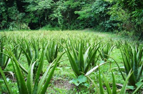 Какие растения являются наиболее распространенными на земле