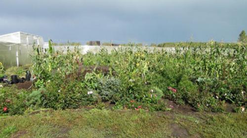 Как обеспечить достаточное увлажнение яблонь на зиму в Сибири