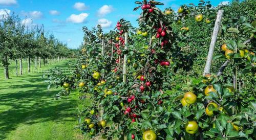 Когда лучше пересаживать косточковые деревья. Какой возраст растений считается достаточным для весенней посадки?