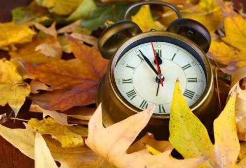 Посадка косточковых деревьев осенью. Какие деревья и кустарники лучше сажать осенью и почему? 03 Посадка косточковых деревьев осенью. Какие деревья и кустарники лучше сажать осенью и почему? 03