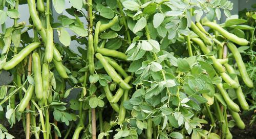 Неотъемлемая роль овощей в нашей жизни: почему они не могут жить друг без друга 19