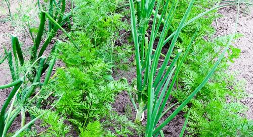 Неотъемлемая роль овощей в нашей жизни: почему они не могут жить друг без друга 17