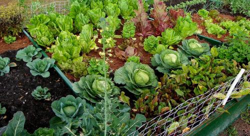 Неотъемлемая роль овощей в нашей жизни: почему они не могут жить друг без друга 16