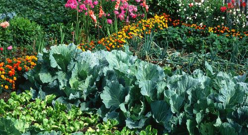 Неотъемлемая роль овощей в нашей жизни: почему они не могут жить друг без друга 18